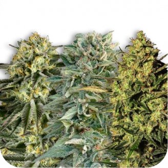 Купить семена конопли Sativa Mix #2 Auto Fem. Купить семена конопли Sativa Mix #2 Auto Fem.