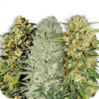 Купить семена конопли Sativa Mix #3 Auto Fem. Купить семена конопли Sativa Mix #3 Auto Fem.