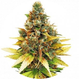 Купить семена конопли Satori Auto Fem. Купить семена конопли Satori Auto Fem.
