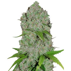 Купить семена конопли Gorilla Cookies Auto Fem. Купить семена конопли Gorilla Cookies Auto Fem.