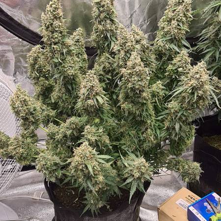 Gorilla Cookies Auto Fem.