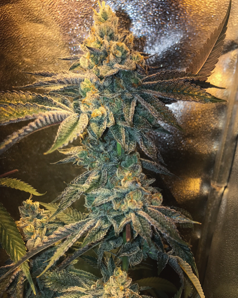 Kali Mist Auto Fem.