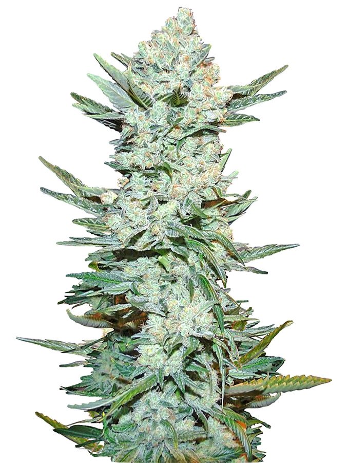 Купить семена конопли Lemon Pie Auto Fem.