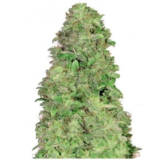 Купить семена конопли Mimosa Cake Auto Fem. Купить семена конопли Mimosa Cake Auto Fem.