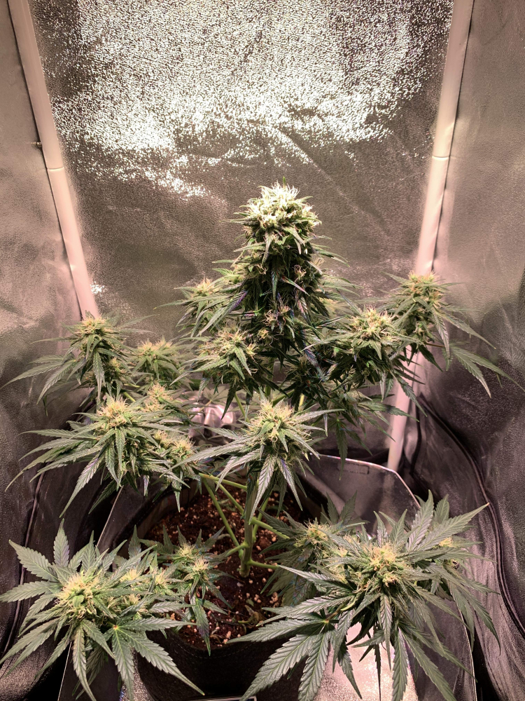 Royal Gorilla Auto Fem.