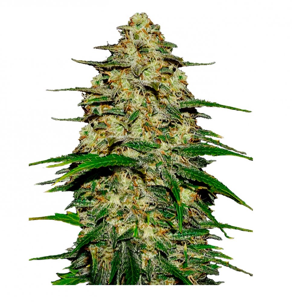 Купить семена конопли Wedding Cake Auto Fem.