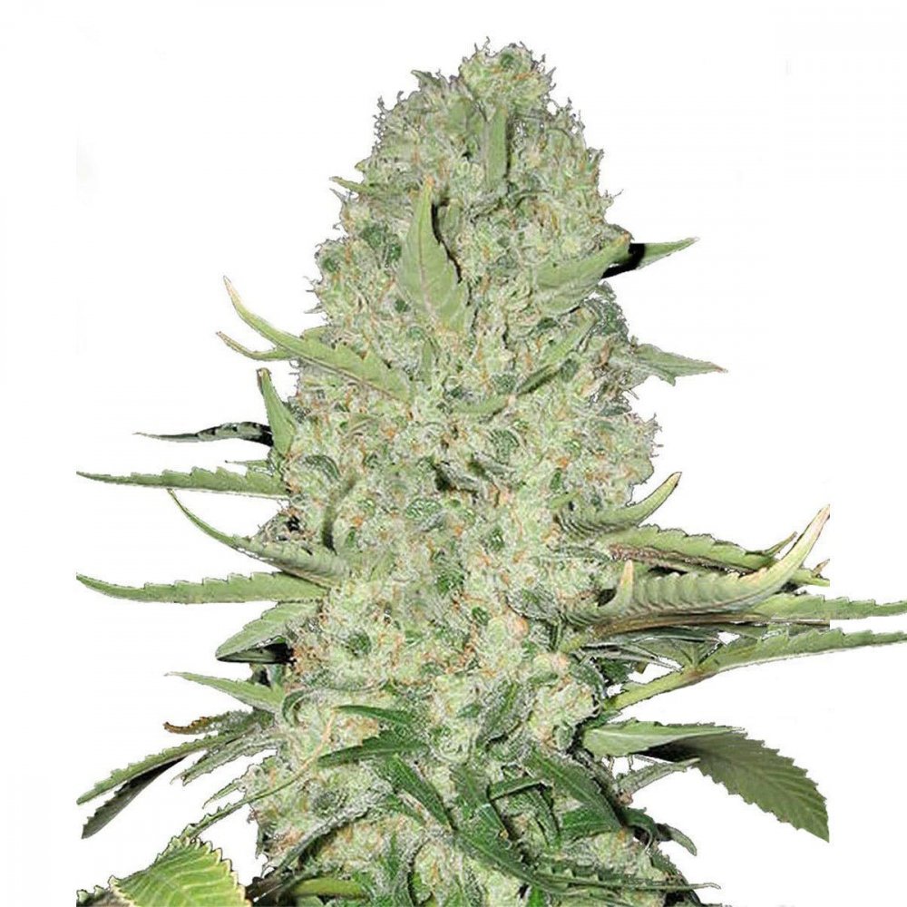Купить семена конопли White Widow Auto Fem. Купить семена конопли White Widow Auto Fem.