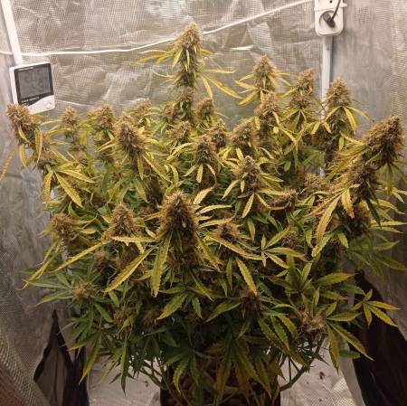 Brooklyn Sunrise Auto Fem.