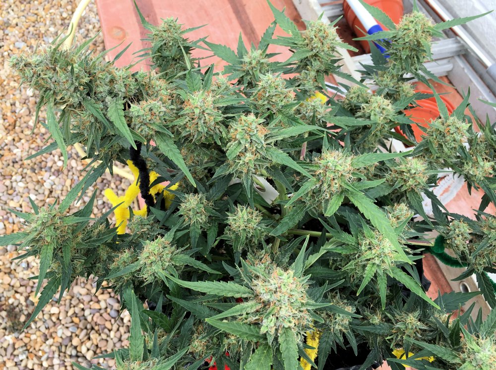 Brooklyn Sunrise Auto Fem.