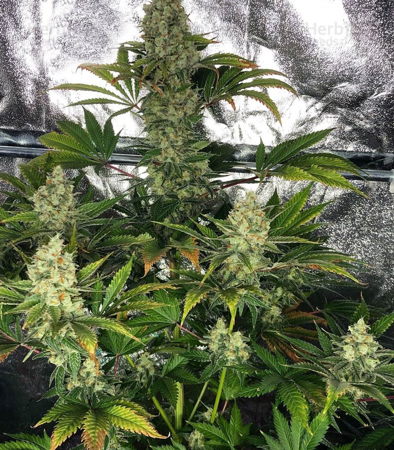 Do-Si-Dos Cookies Auto Fem.