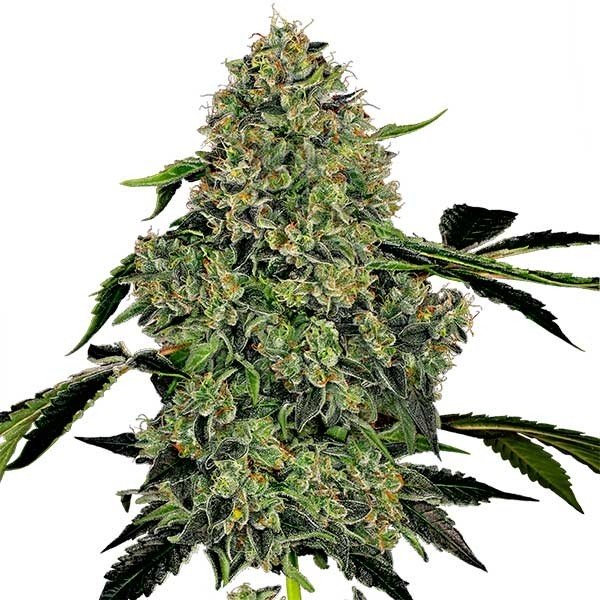 Купить семена конопли Killer Kush Auto Fem. Купить семена конопли Killer Kush Auto Fem.