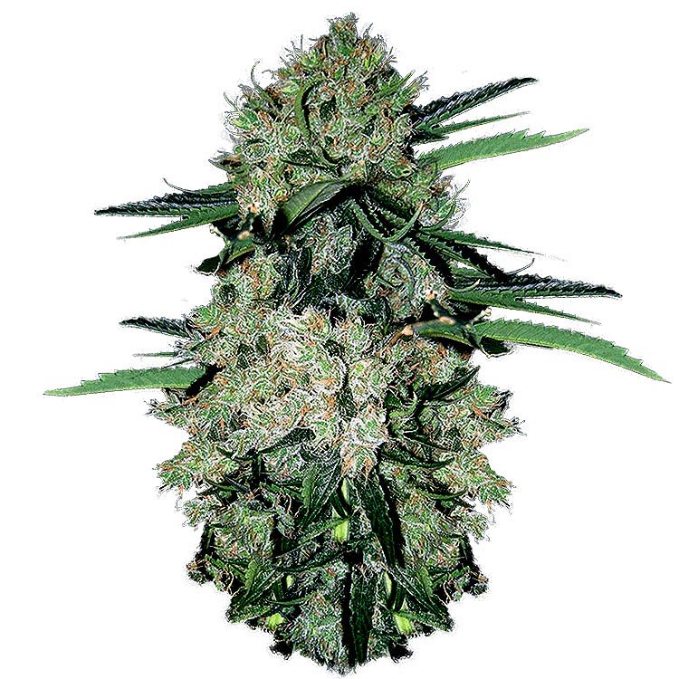 Купить семена конопли NYC Diesel Auto Fem. Купить семена конопли NYC Diesel Auto Fem.