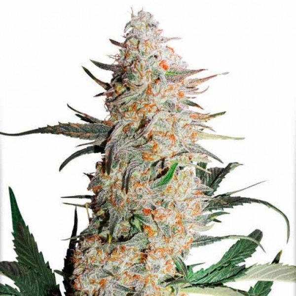 Купить семена конопли Orange Bud Auto Fem. Купить семена конопли Orange Bud Auto Fem.