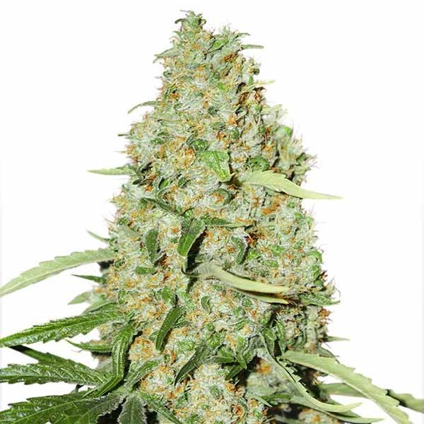 Купить семена конопли Speed + Auto Fem. Купить семена конопли Speed + Auto Fem.