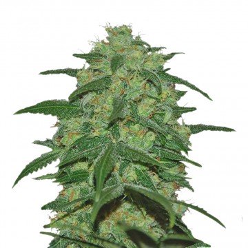 Купить семена конопли Super Mazar Auto Fem.