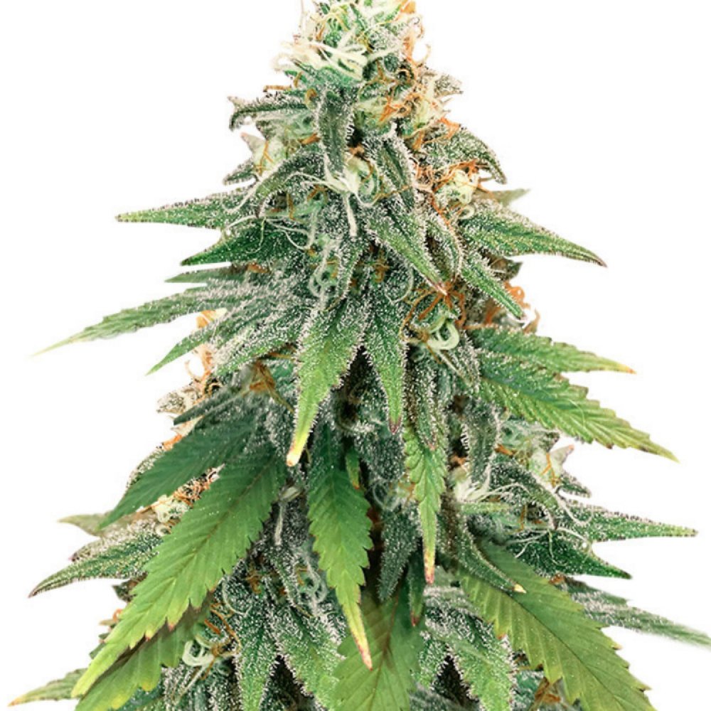 Купить семена конопли Godzilla Glue Fem. Купить семена конопли Godzilla Glue Fem.