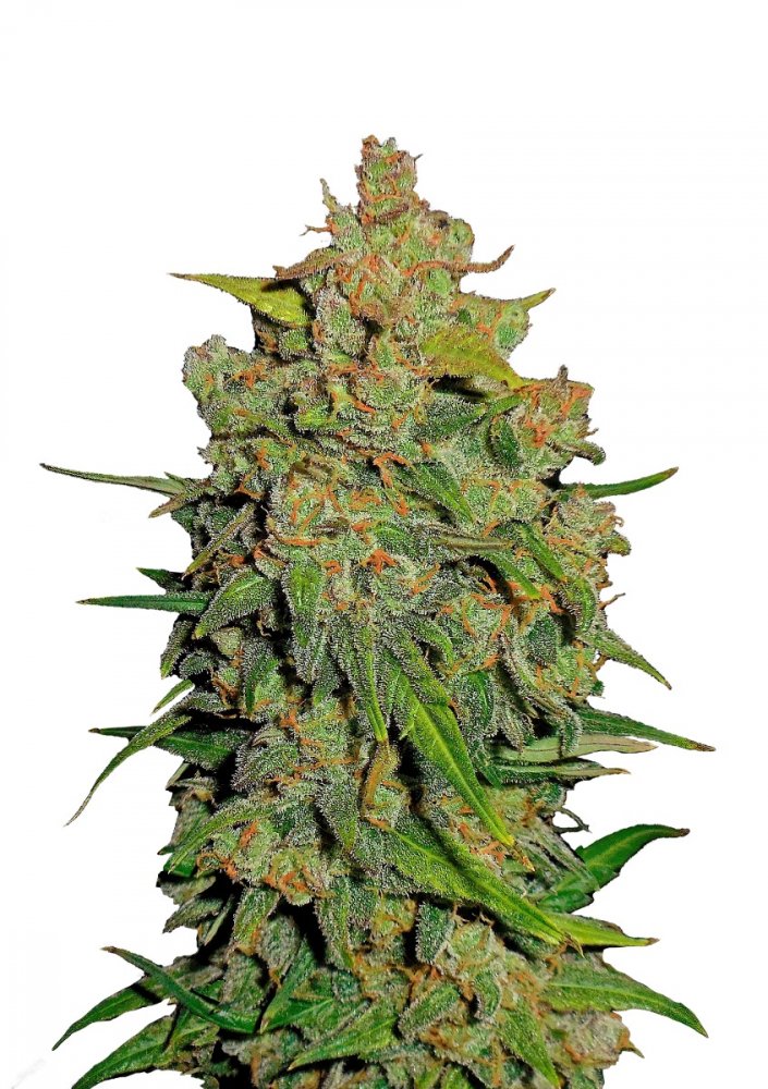 Купить семена конопли Lemon AK Auto Fem.