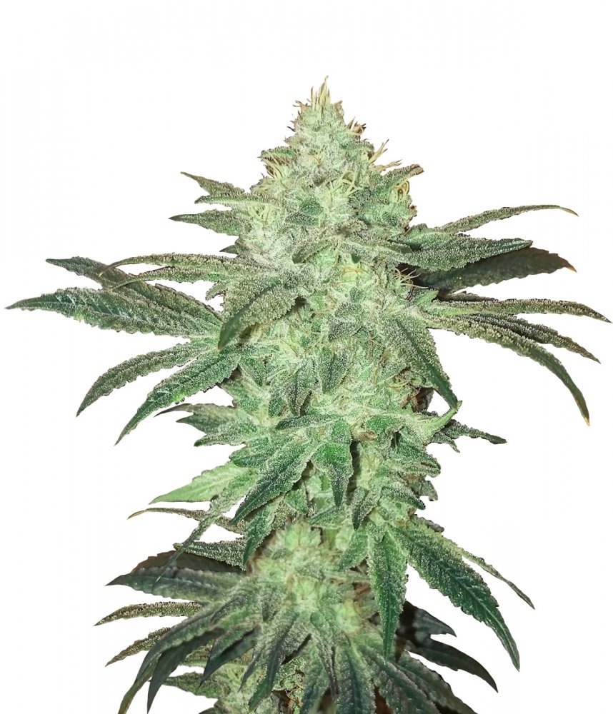 Купить семена конопли Stardawg Auto Fem. Купить семена конопли Stardawg Auto Fem.