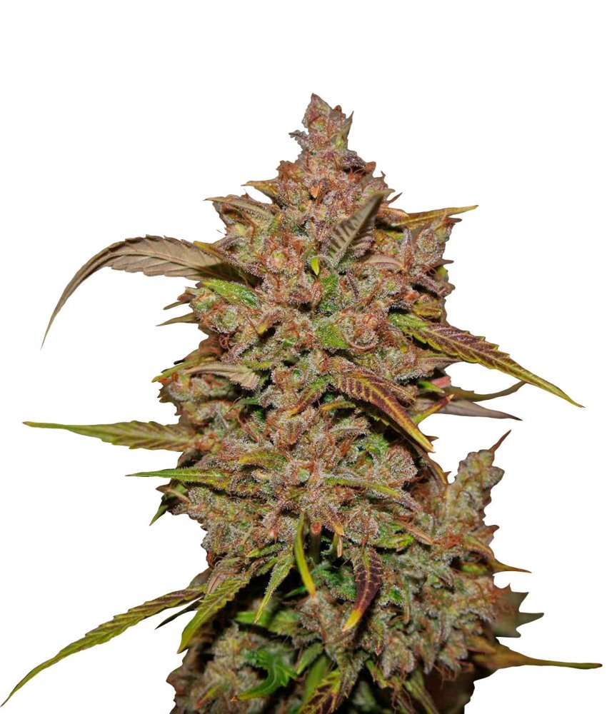 Купить семена конопли Crystal Meth Auto Fem.