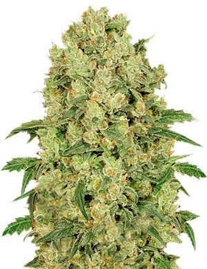 Купить семена конопли Kosher Cake Auto Fem. Купить семена конопли Kosher Cake Auto Fem.