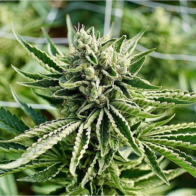 Amnesia Haze Auto Reg.