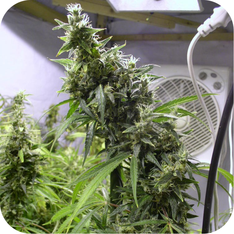 Amnesia Haze Auto Reg.