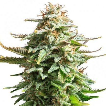 Купить семена конопли Amnesia Haze Auto Reg. Купить семена конопли Amnesia Haze Auto Reg.
