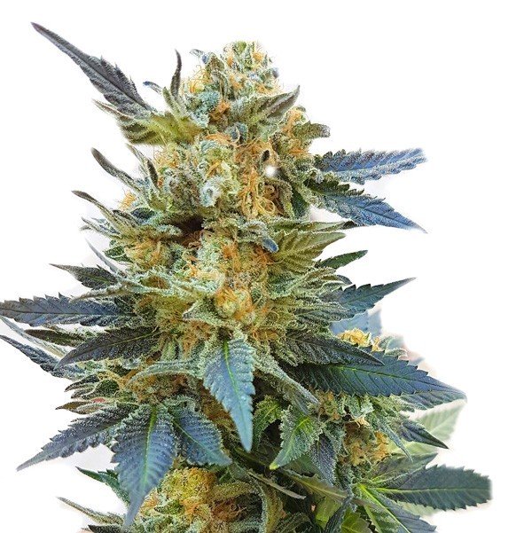 Купить семена конопли Glue Sherbert Fem.