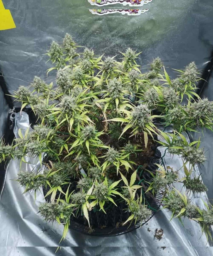 Runtz Auto Fem.