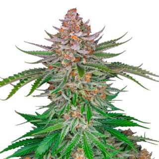 Купить семена конопли Strawberry Gorilla Auto Fem. Купить семена конопли Strawberry Gorilla Auto Fem.