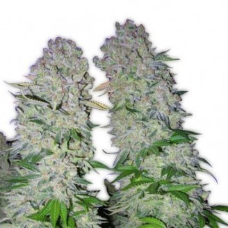 Купить семена конопли AK 47 Auto Fem. Купить семена конопли AK 47 Auto Fem.
