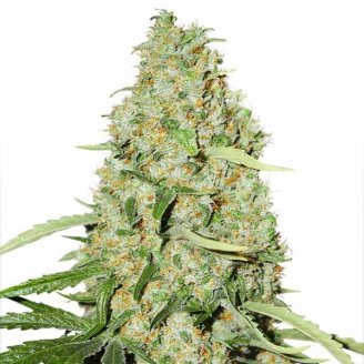 Купить семена конопли Astral Auto Fem. Купить семена конопли Astral Auto Fem.