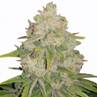 Купить семена конопли Bruce Banner Auto Fem. Купить семена конопли Bruce Banner Auto Fem.