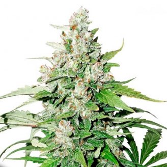 Купить семена конопли Cinderella Auto Fem. Купить семена конопли Cinderella Auto Fem.