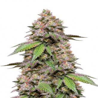 Купить семена конопли Godzilla Cookies Auto Fem. Купить семена конопли Godzilla Cookies Auto Fem.