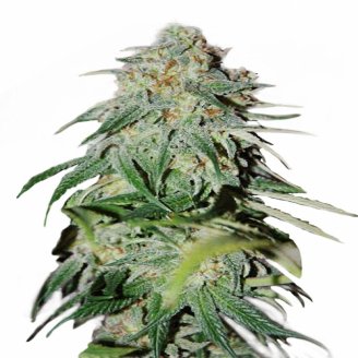 Купить семена конопли Shiskaberry Auto Fem. Купить семена конопли Shiskaberry Auto Fem.