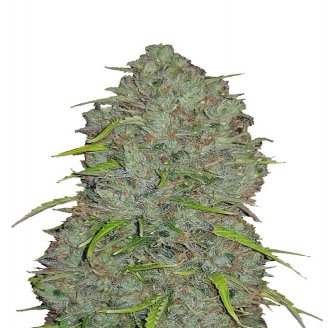 Купить семена конопли Titan Auto Fem.