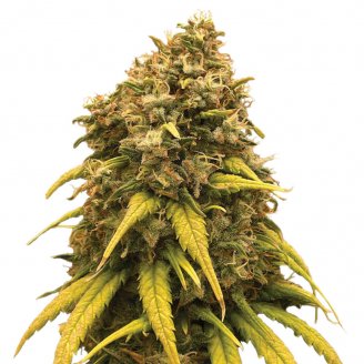 Купить семена конопли Jungle Lava Fem. Купить семена конопли Jungle Lava Fem.