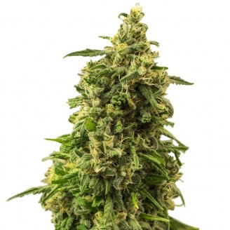 Купить семена конопли White Widow Fem. Купить семена конопли White Widow Fem.