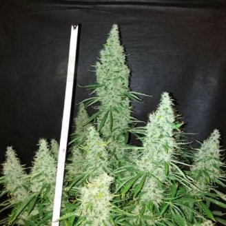 Black Widow Auto Fem.