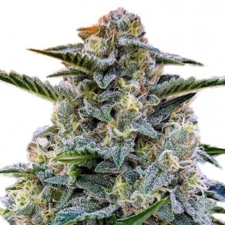 Купить семена конопли Bruce Banner # Auto Fem. Купить семена конопли Bruce Banner # Auto Fem.