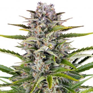 Купить семена конопли Gorilla Zkittlez Auto Fem.