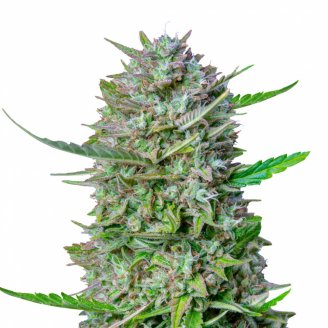 Купить семена конопли Guava Auto Fem. Купить семена конопли Guava Auto Fem.