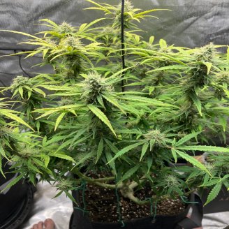 Pink Runtz Auto Fem.