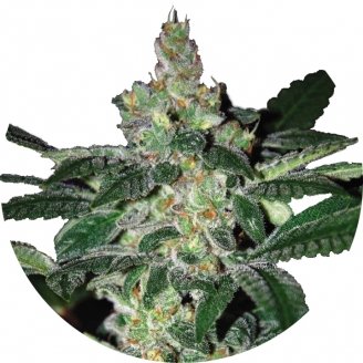 Купить семена конопли Amnesia Fem.