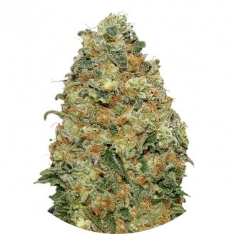 Купить семена конопли White Widow Fem. Купить семена конопли White Widow Fem.