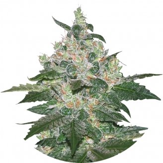 Купить семена конопли Afghan Kush Fem. Купить семена конопли Afghan Kush Fem.