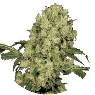 Купить семена конопли Ak 47 Auto Fem. Купить семена конопли Ak 47 Auto Fem.