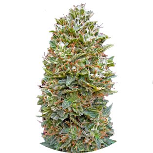 Купить семена конопли Bubble Gum Auto Fem. Купить семена конопли Bubble Gum Auto Fem.