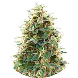 Купить семена конопли Cheese Auto Fem. Купить семена конопли Cheese Auto Fem.